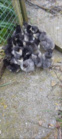 Image 3 of Orpington chicks large fowl
