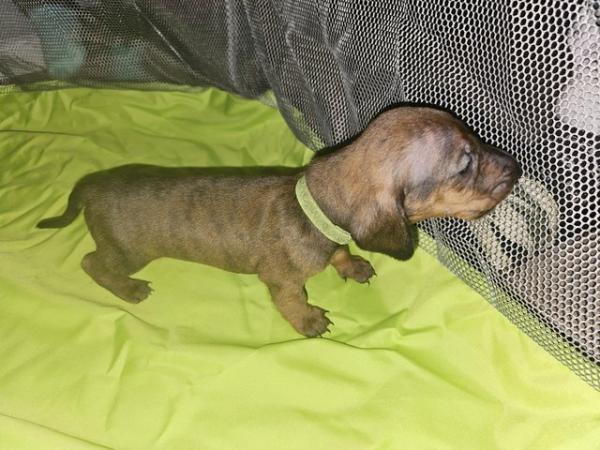 Image 5 of Ready now Standard dachshund puppy show bred