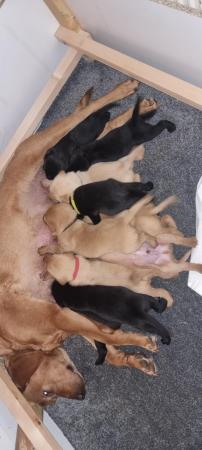 Image 6 of 10 beautiful KC regLabrador puppies