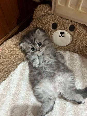 Image 3 of Female Persian Kitten For Sale, 8 weeks old now