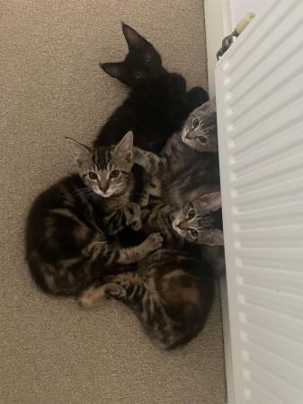 Image 1 of Maine Coon x Bengal kittens 1 boy, 1 girl. Still available!