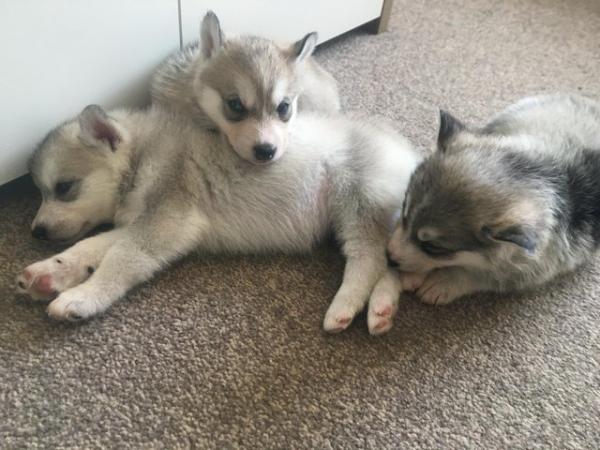 Image 18 of Gorgeous Siberian husky puppies for sale!