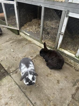 Image 5 of 3 male rabbits and hutch