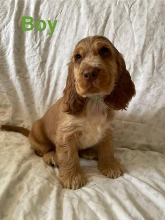 Image 3 of Beautiful kc show cocker spaniel puppies (ready now)