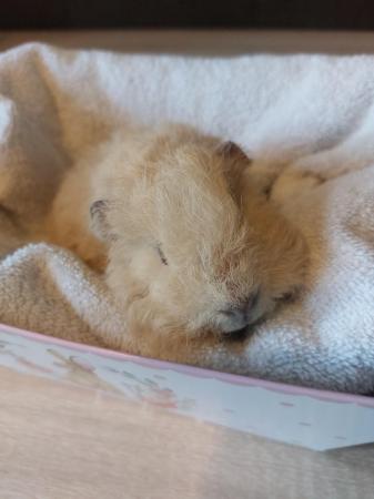 Image 2 of Texel baby guineapig male