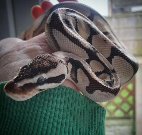 Image 5 of Male Ball python for sale