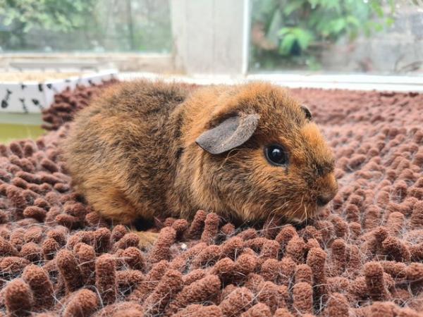Image 2 of Pair of purebred teddy guinea pig babies