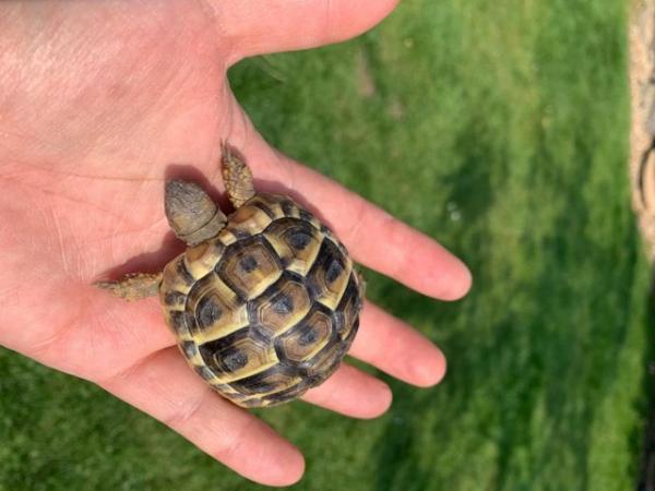 Image 2 of Herman tortoises hatched July 2022