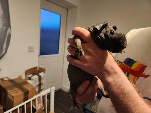 Image 1 of One skinny pig and one guinea pig looking for forever home