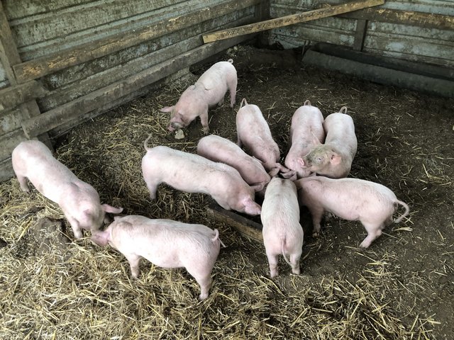 Preview of the first image of Welsh x Pietrain Weaners.