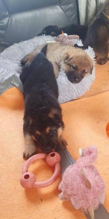Image 10 of German shepherd puppies for sale