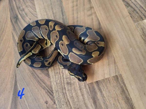 Image 3 of Royal Pythons for sale - Various