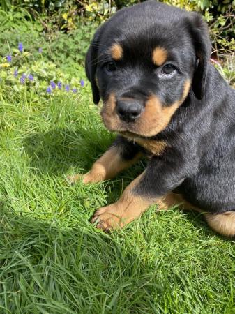 Image 30 of KC registered Rottweiler puppies ready to leave
