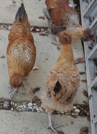 Image 3 of Chickens male and female for sale