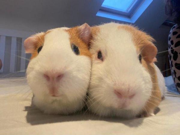 Image 2 of Rescue Guinea Pigs (with advice and guidance) for Adoption