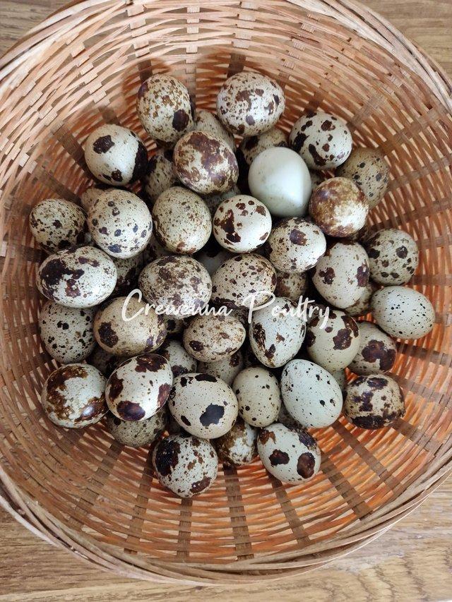 Preview of the first image of Coturnix / Japanese Quail Hatching Eggs.