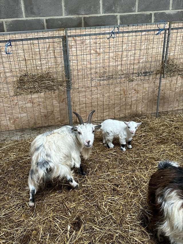 Preview of the first image of pigmy goat mother and baby choice of 2.