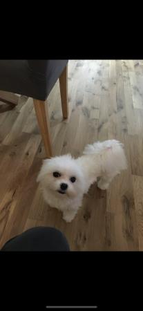 Image 3 of 4year old kc Maltese female for sale