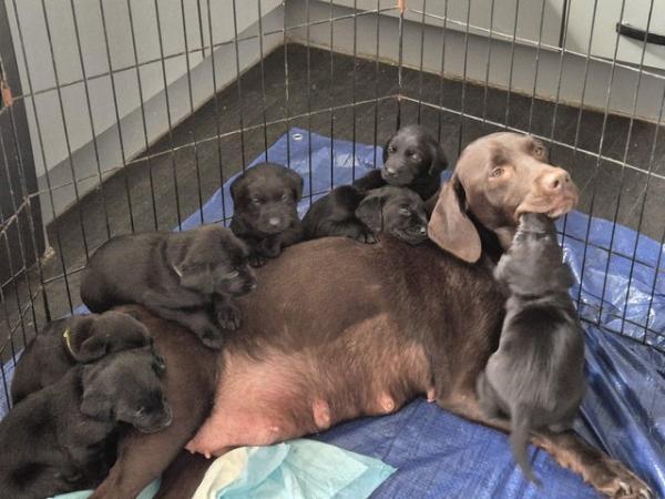 Image 2 of Working black lab puppies for sale