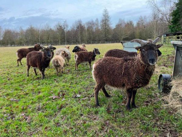 Image 1 of Soay Sheep For Sale - Ewes, Rams and Wethers
