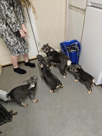 Image 8 of Kc registered French bulldog puppies