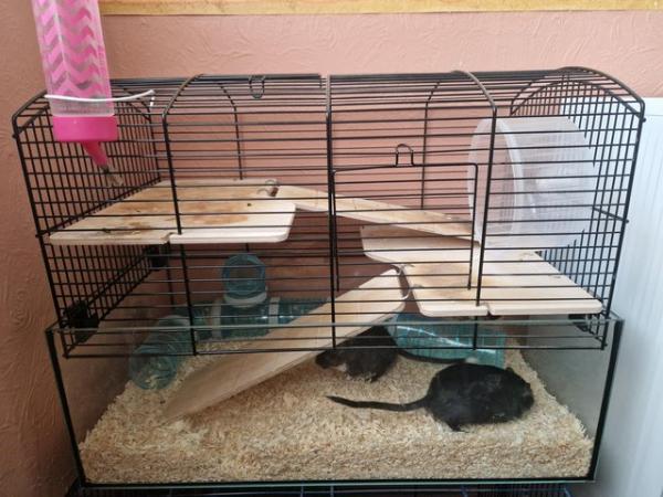 Image 3 of 2 male gerbils for adoption