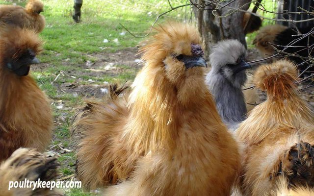 Image 4 of BEAUTIFUL BEARDED SILKIE CHICKENS FOR SALE