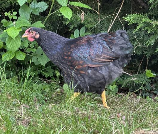 Image 1 of Beautiful Wyandotte Rooster (blue/black)