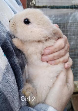 Image 7 of Baby rabbits (mini lop x Rex)