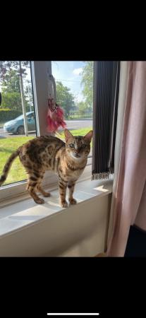 Image 3 of Pure breed stunning Bengal Female 2 years old