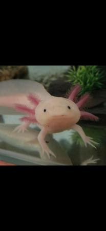 Image 4 of Pink Axolotl and Large Glass Tank