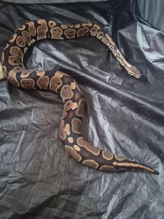 Image 2 of Python snake and vivarium