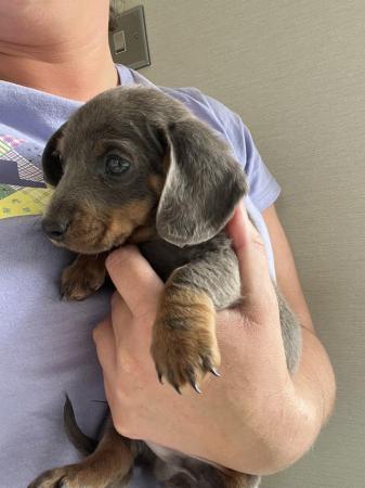 Image 6 of Dashund puppy’s for sale