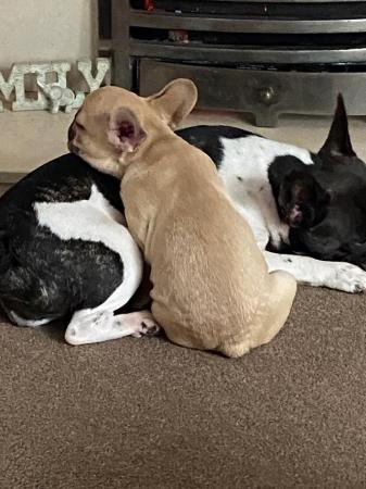 Image 1 of French Bulldog puppies 10 weeks old