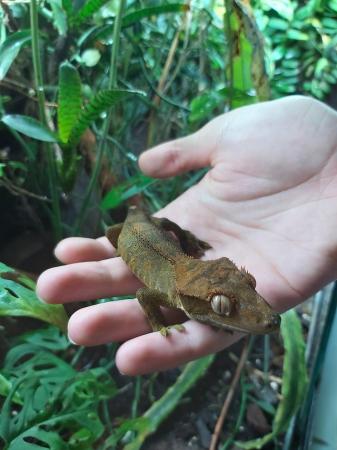 Image 1 of Crested Gecko Juvenile Male - Red Dalmatian
