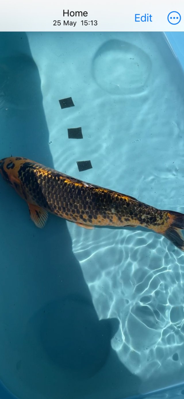 Preview of the first image of Japanese Koi reared from Fry.