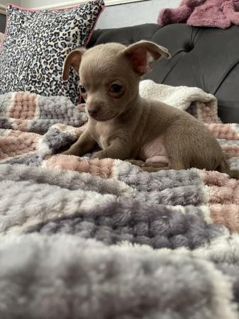 Image 13 of short coat purebred Chihuahua puppies