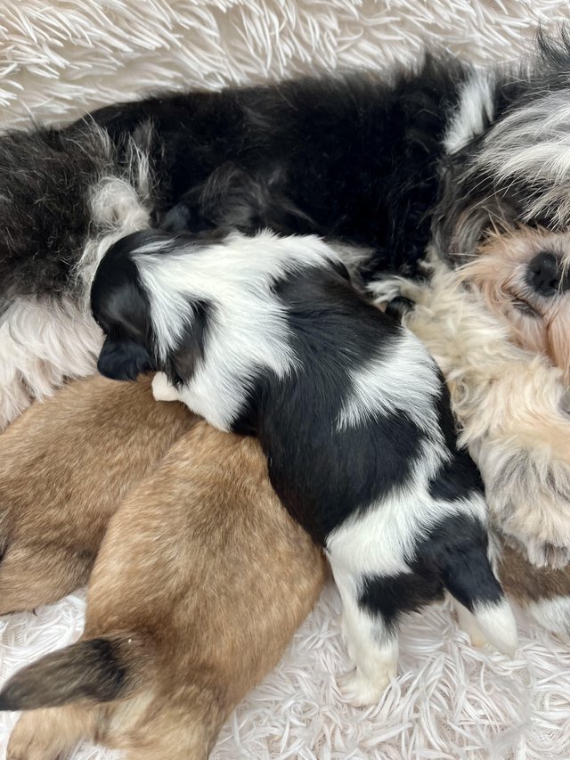Preview of the first image of ADORABLE PEDIGREE SHIH TZU PUPPIES.