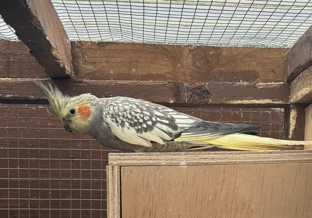 Image 4 of 4hand reared cockatiels for sale ready end of april