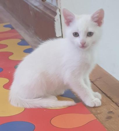 Image 7 of 2 stunning kittens available now one ginger one white