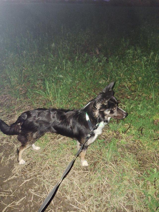 For rehoming my border collie — photo 4 of 4