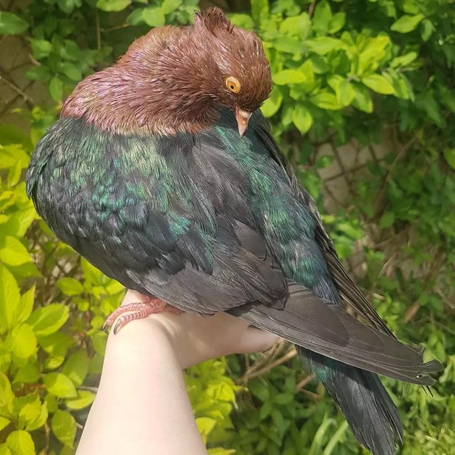 Preview of the first image of Young hand reared archangel pigeon for sale!.
