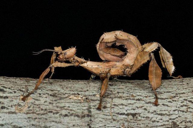 Preview of the first image of 5 x Extatosoma Tiaratum - Australian Spiny Leaf Stick Insect.