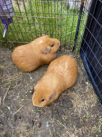 Image 4 of Guinea pigs female. ……………………………reduced