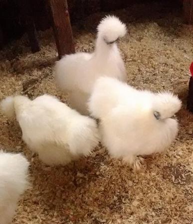 Image 1 of Beautiful white Silkies for sale .
