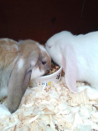 Image 5 of 8 week old French/English Lop babies Blackpool