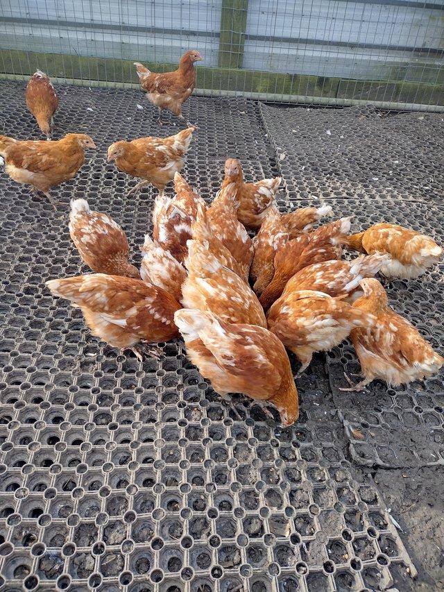 Preview of the first image of Gold line pullets available.