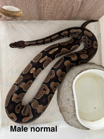 Image 1 of Royal python for sale!!!!