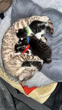 Image 4 of Bengal x kittens for sale