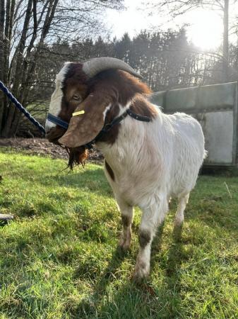 Image 2 of Stud boer bill goat Dave